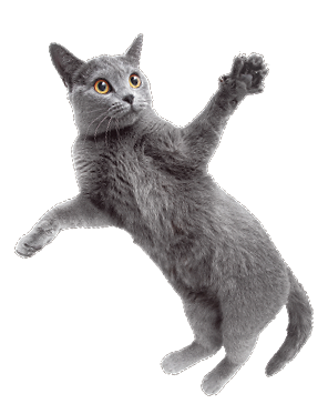 広がる鳥のフン害！